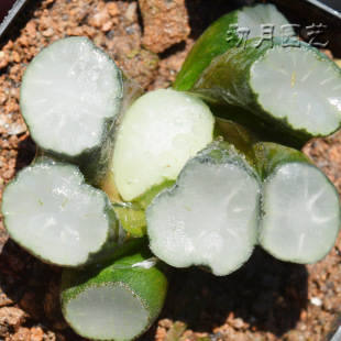 白瓷万象 初月园艺 瓦苇十二卷经典铭品珍稀有多肉植物有一物一拍