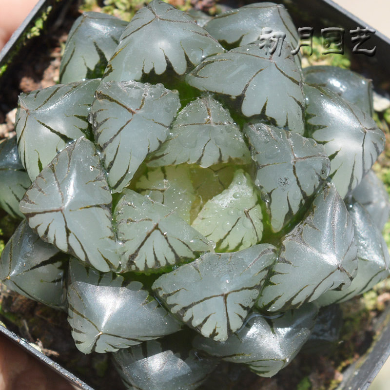 水晶玉露巅峰王者巨大一物一拍