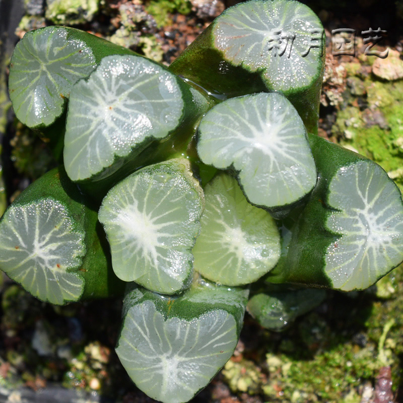 稻妻万象初月园艺铭品鼻祖经典