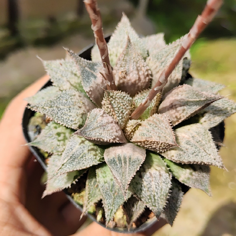 白银城寿 初月园艺 花蟹彩虹蟹美吉高端瓦苇十二卷铭品 多肉植物