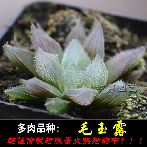毛玉露 初月园艺 粉嫩萌物玉露经典瓦苇十二卷12类 多肉植物 - 封面