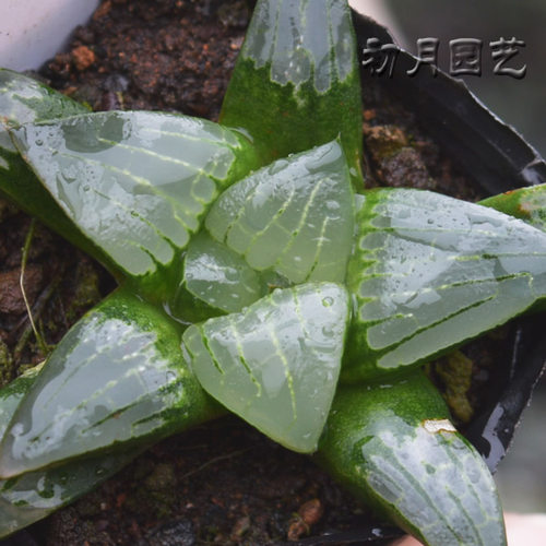 阿房宫寿 初月园艺 经典铭品 瓦苇十二卷12类 多肉植物 - 封面