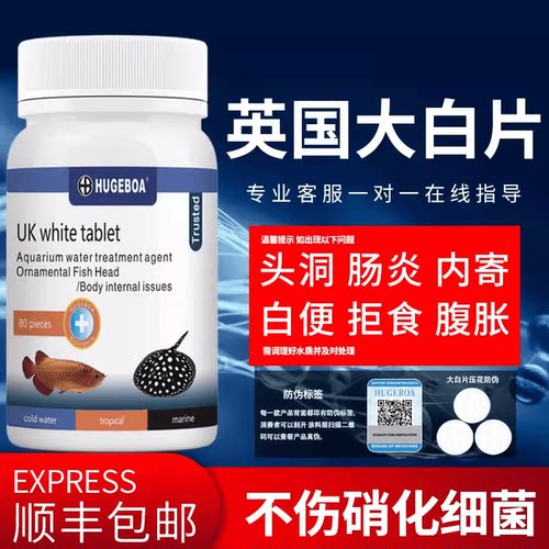 内寄外寄龙鱼罗汉正品凸眼头洞