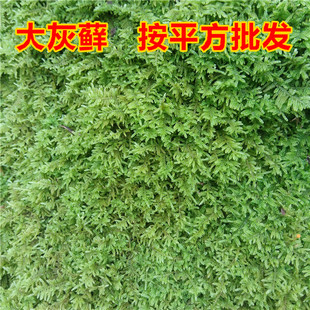 大灰藓一平方米 鲜活苔藓青苔 微景观生态瓶水陆缸水培青苔球盆景