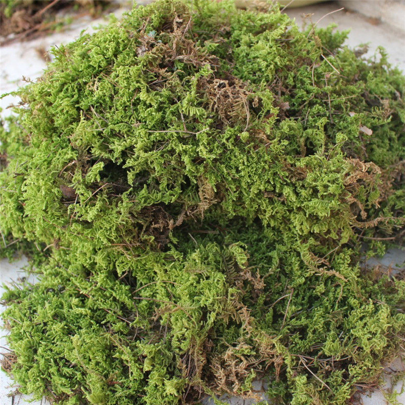 干水苔 苔藓 青苔 兰花 石斛栽培基质乌龟保湿宠物龟蛇垫材 500g