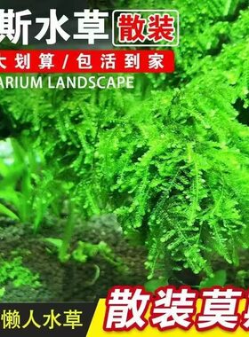 鱼缸散装水草活体莫斯垂泪