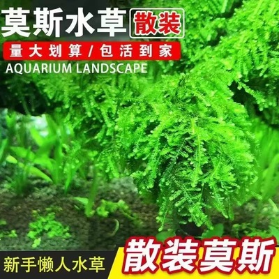 鱼缸散装水草活体莫斯垂泪