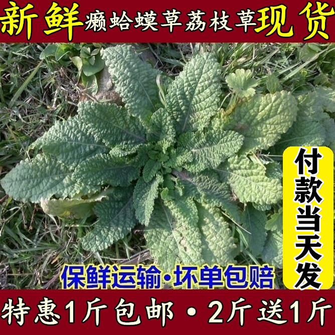 新鲜干品雪里500g包邮癞蛤蟆草