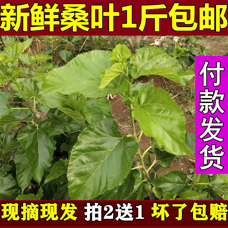 新鲜蚕宝宝食物现摘现发