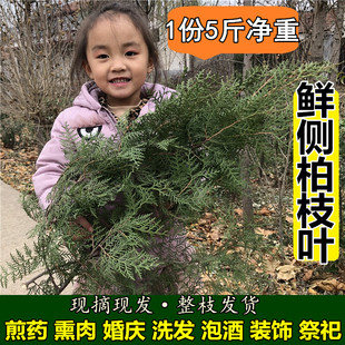 野生新鲜侧柏叶松柏叶子扁柏叶柏树枝叶熏腊肉洗头发5斤中药材