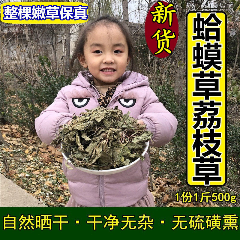 正宗荔枝草癞蛤蟆草干品整棵