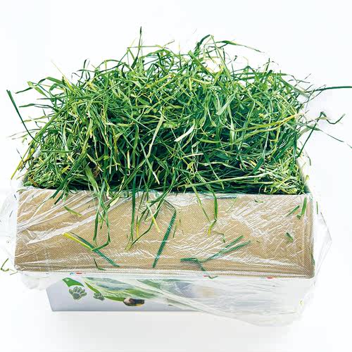 26年新草全叶南提高纤维牧草磨牙