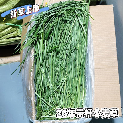 26年新草 烘干小麦草带杆高纤维翠绿清香适口性好高纤维 天然排毛
