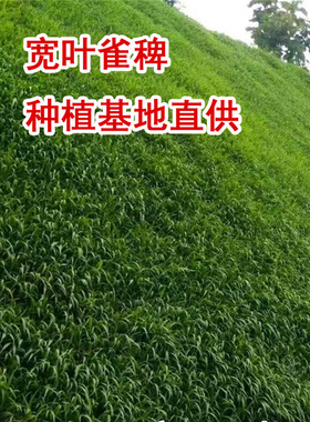 宽叶雀稗百喜草护坡种子雀叶稗子雀叶稗种子宽叶草籽裨草种子耐旱