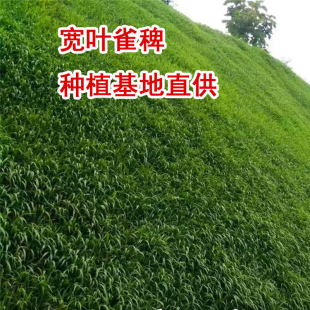 宽叶雀稗百喜草护坡种子雀叶稗子雀叶稗种子宽叶草籽裨草种子耐旱