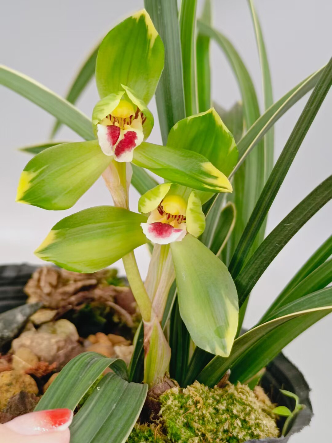 矮种春剑花艺双全荷瓣好养兰花苗