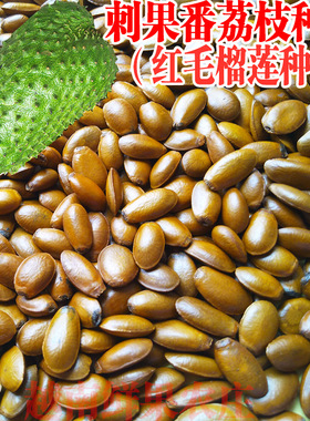 野生刺果番荔枝种子红毛榴莲种子soursop种子一斤装新鲜包邮