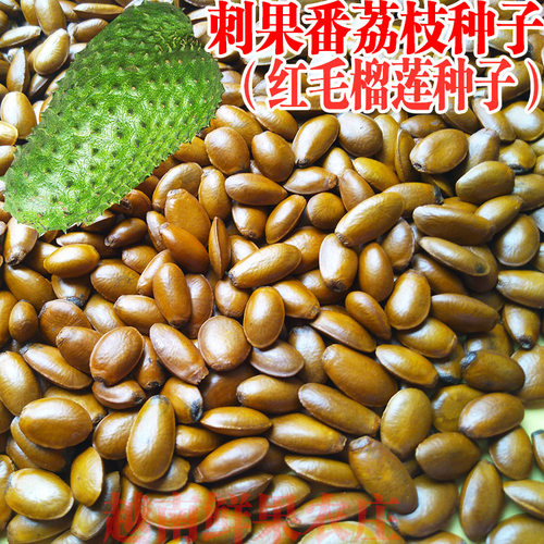 新鲜刺果番荔枝种子红毛榴莲种子