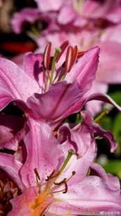 丹鼎虚 美丽香脂 荷尔蒙香脂246ml仅限老客 新客不发