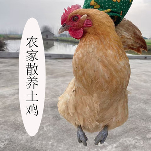 湖北荆州特产农家散养走地鸡土鸡月子炖汤老母鸡肉新鲜河田鸡