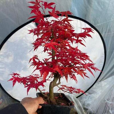 爆款红枫树苗常年红庭院红枫盆景老桩日本红舞姬四季红盆栽耐寒枫