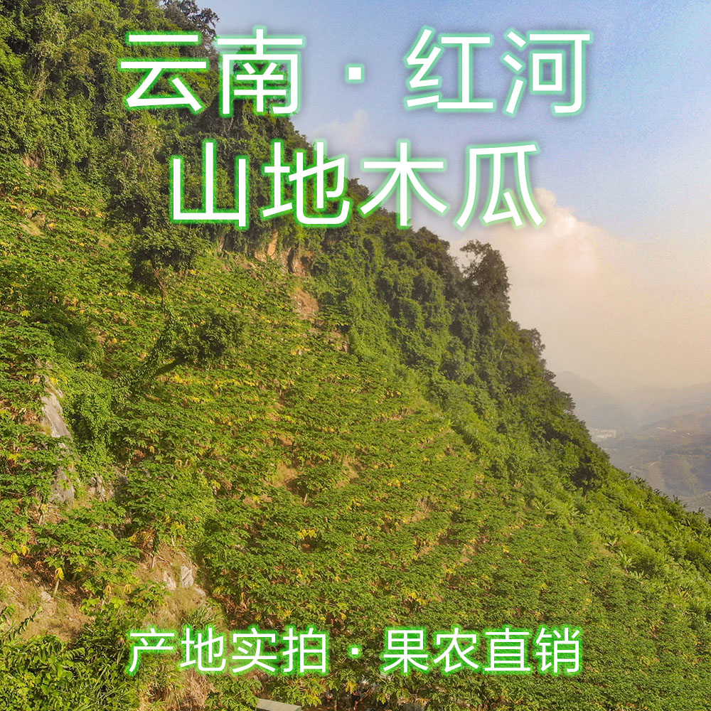 哈尼哒令云南红河山地木瓜当季果蔬纯甜木瓜红心木瓜5斤8斤发货