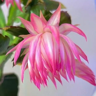 蟹爪兰植物嫁接盆栽绿植复瓣百叶