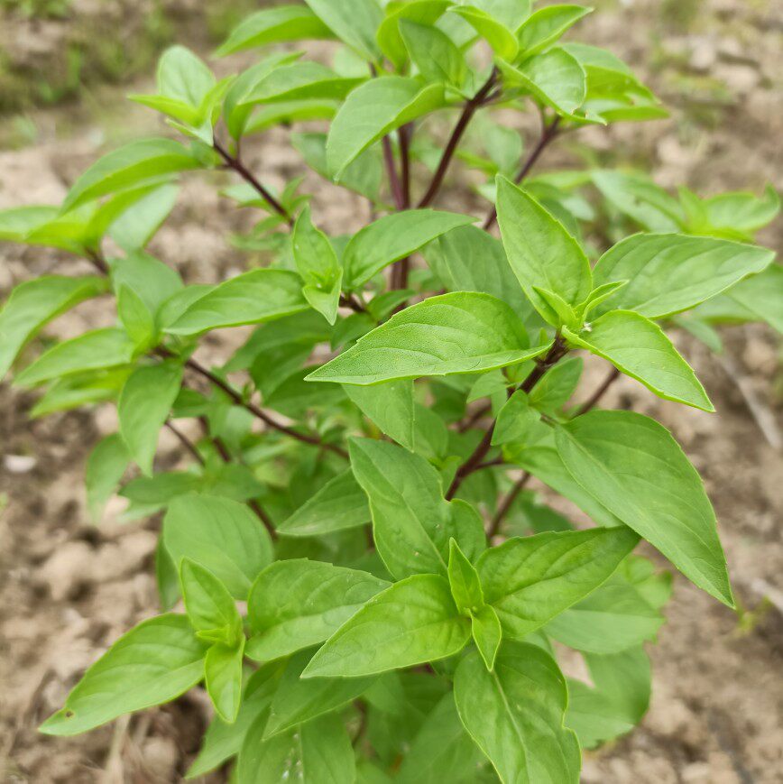 罗勒苗盆栽植物九层塔香料植物