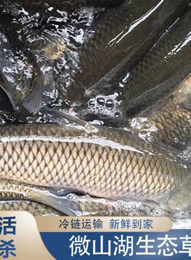 微山湖整鱼山东济宁淡水鱼草鱼
