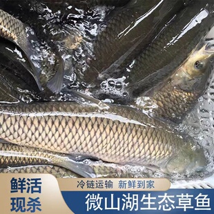 微山湖淡水鱼草鱼草混子草鲩鱼滋补青鱼混子整条鱼片大鱼鲜活现杀