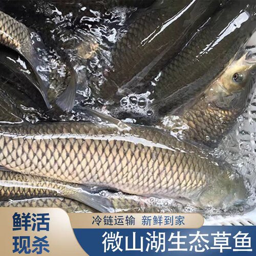 微山湖整鱼山东济宁淡水鱼草鱼