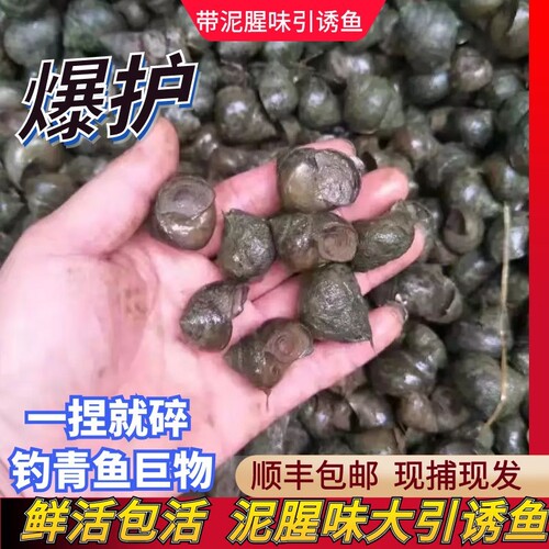 钓鱼饵料脆螺微山湖一捏就碎