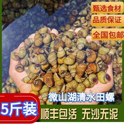 顺丰包邮5斤装现货新鲜清水田螺鲜活体包活无泥沙螺蛳石螺螺丝