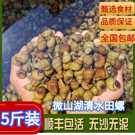 顺丰包邮5斤装现货新鲜清水田螺鲜活体包活无泥沙螺蛳石螺螺丝