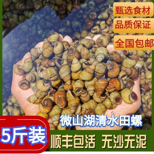 顺丰包邮淡水田螺现货螺蛳肉