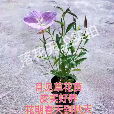 美丽月见草花苗多年生开花久好养耐寒耐热庭院阳台地栽结种子花卉