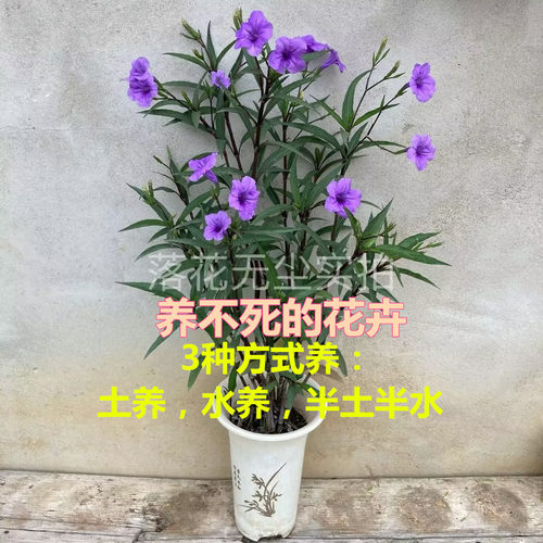 紫色翠芦莉水养土养易成活多年生