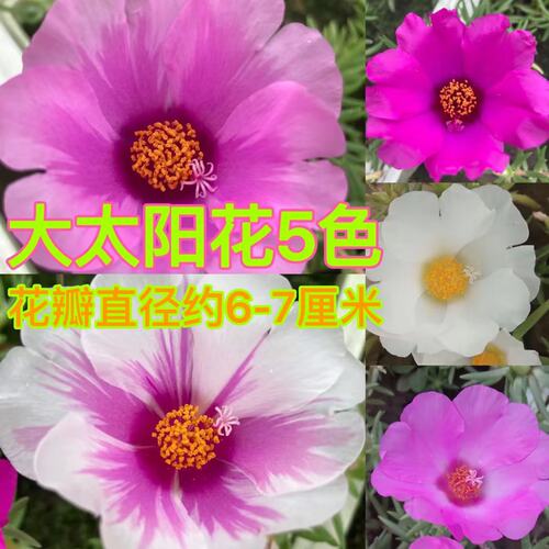 大太阳花多年生单瓣耐热枝条花苗