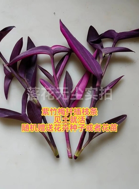 紫竹梅扦插苗枝条紫罗兰鸭跖草盆栽地栽室内外紫色植物新手养不死