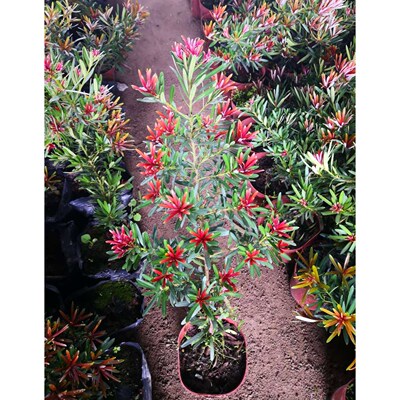 海岛太子妃真趣四季罗汉松树苗