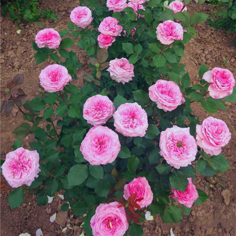 小苗虞城园艺灌木月季禁忌感官月季大花特香艳粉色四季开花不垂头