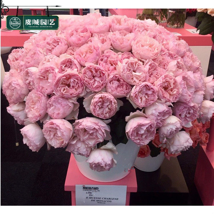 小苗|虞城园艺 灌木月季摩纳哥王妃月季 新品大花丰花四季开花