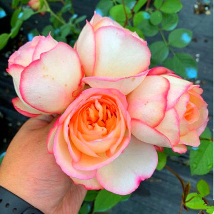1加仑|虞城园艺 灌木月季伊芙古典香水月季大花多头四季开花耐热