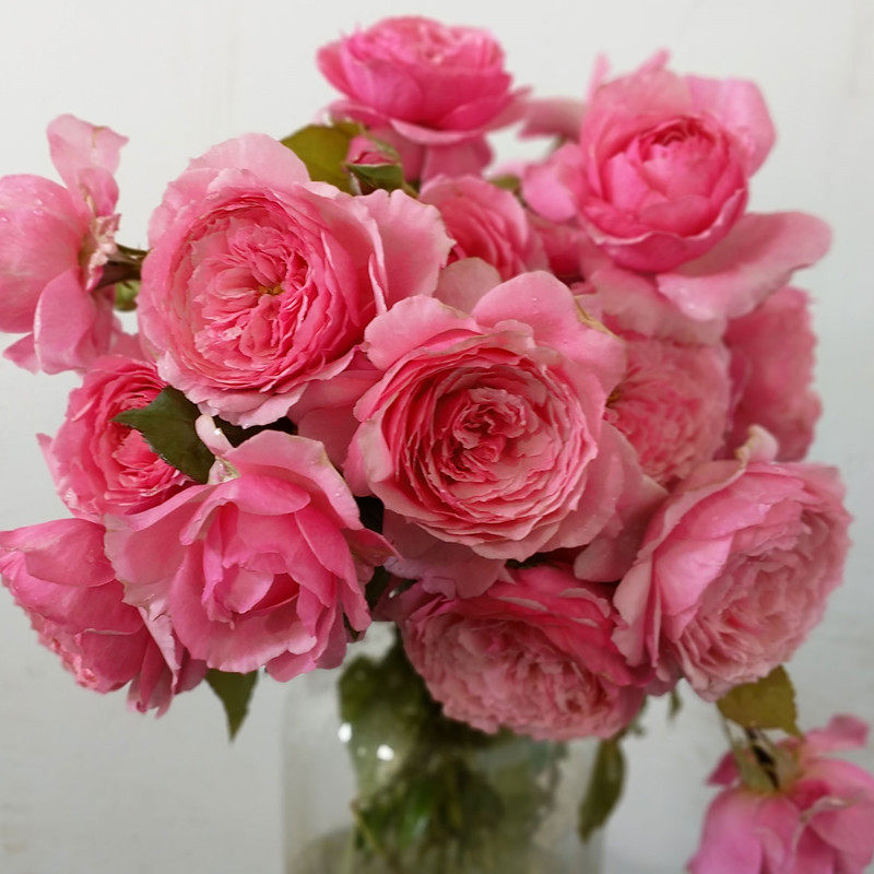 小苗|虞城园艺 灌木月季女人遗产月季特大花粉色浓香四季开花耐热