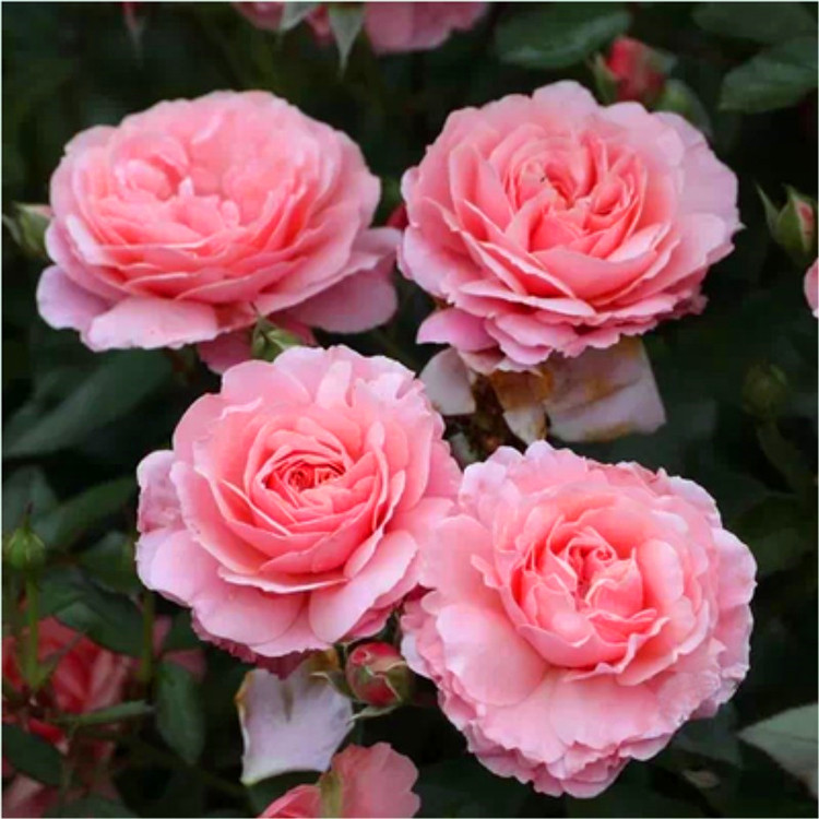 小苗|虞城园艺 灌木月季波提雪莉月季粉色浓香特勤花多头四季开花