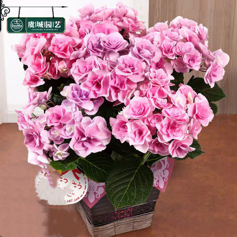 1加仑|虞城园艺 大花绣球 妖精之瞳 可调色八仙花绣球花苗鲜花