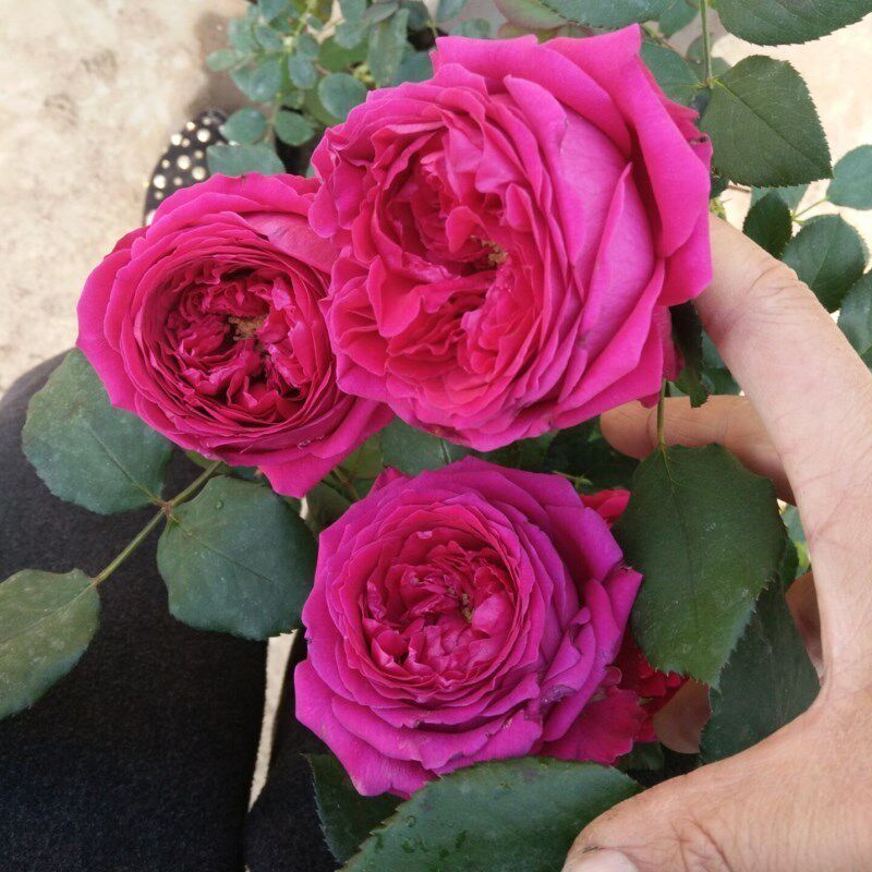 小苗|虞城园艺 灌木月季双人芭蕾月季玫红色切包耐热四季开花抗病