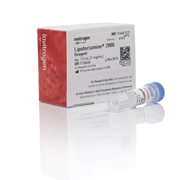 Lipofectamine™ 2000 Transfection Reagent 11668019 脂质体