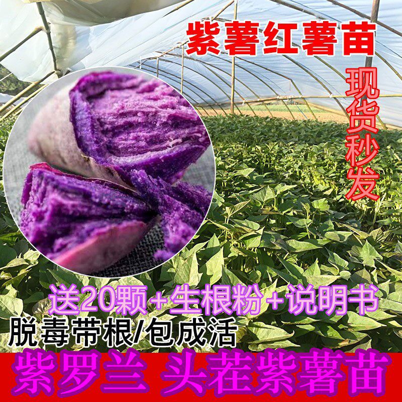 高产紫薯苗种山芋种苗紫罗兰红著苗秧红薯叶苗脱毒地瓜秧苗红署苗