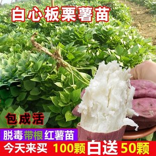 高产商薯19白心板栗红薯秧苗地瓜苗秧番薯种植苗山芋苗种蕃薯